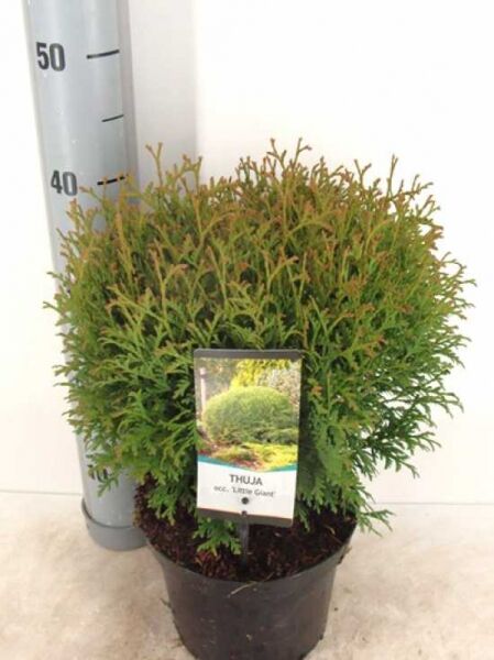 Thuja occidentalis 'Little Giant' / Lebensbaum 'Little Giant' 25-30 cm C3, kompakter, kugeliger Nadelgehölz-Strauch im Topf