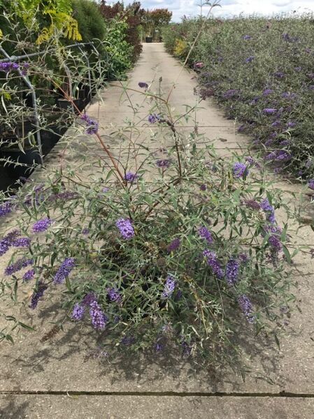 Sommerflieder Buddleja davidii 'Nanho Blue' im Container C20, Strauch mit schmalen Blättern und violetten Blütenrispen, 125-150 cm