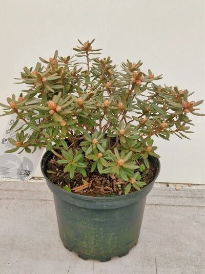 Zwergrhododendron 'Azurika' - Rhododendron impeditum 'Azurika'