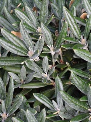Rhododendron 'Leuchtfeuer' - Rhododendron yakushimanum 'Leuchtfeuer'