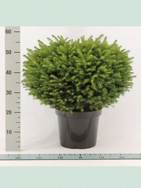 Picea omorika 'Karel' / Serbische Kugel-Fichte 'Karel', kugelförmiger Nadelstrauch im Topf, 50–60 cm breit, C12