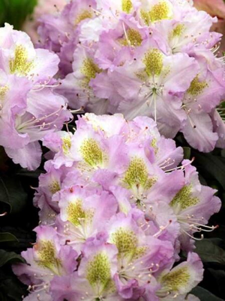 Rhododendron Hybride 'Virginia Delp' / Rhododendron 'Virginia Delp'