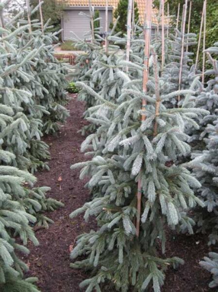 Picea engelmannii 'Glauca' / Engelmanns-Fichte 'Glauca', 125-150 cm m. B., aufrecht wachsender Nadelbaum mit blaugrünen Nadeln