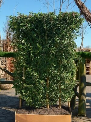 Portugiesicher Kirschlorbeer / Fertighecke / Heckenelement 200 cm - Prunus  lusitanica 'Angustifolia'