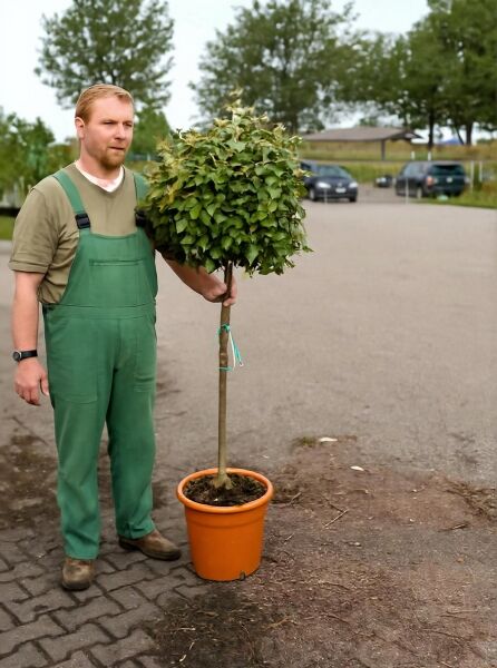 Wintergrüne Ölweide (Elaeagnus ebbingei) „Kugel auf Stamm“, 100 cm Stamm, im C25-Topf, rund geschnittener Kronenaufbau.