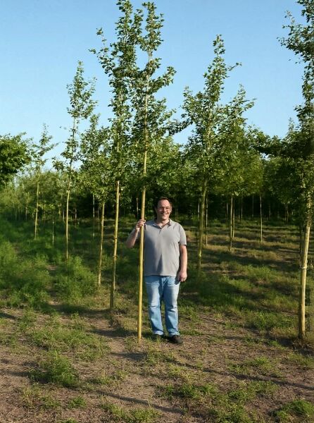 Ginkgo biloba (Ginkgobaum/Fächerblattbaum) Hochstamm 14-16 StU mit Drahtballen, junger Baum im Feldbestand