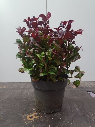 Traubenheide 'Curly Red' / Leucothoe axillaris 'Curly Red ®'