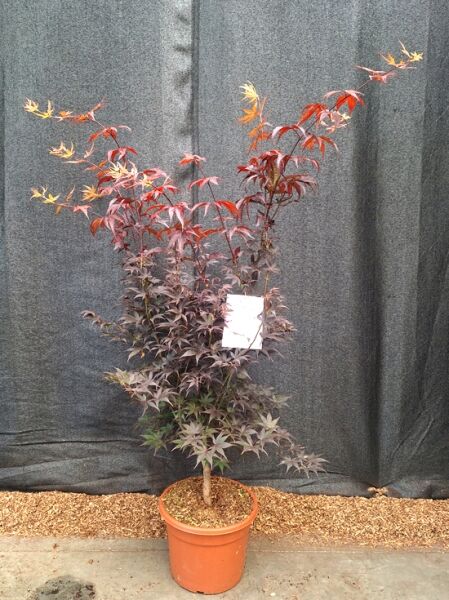 Japanischer Blut-Ahorn (Acer palmatum 'Bloodgood') im Topf, 80–100 cm, C7, mit dunkelroten, gelappten Blättern.