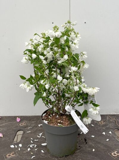Philadelphus 'Snowbelle' / Garten-Jasmin 'Snowbelle' 40-60 cm C3, blühender Strauch im Topf mit weißen Blüten und grünem Laub