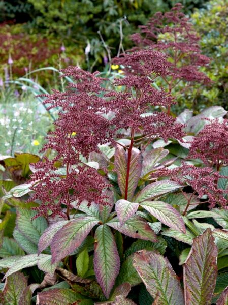 Rodgersia pinnata Crug Cardinal  /
