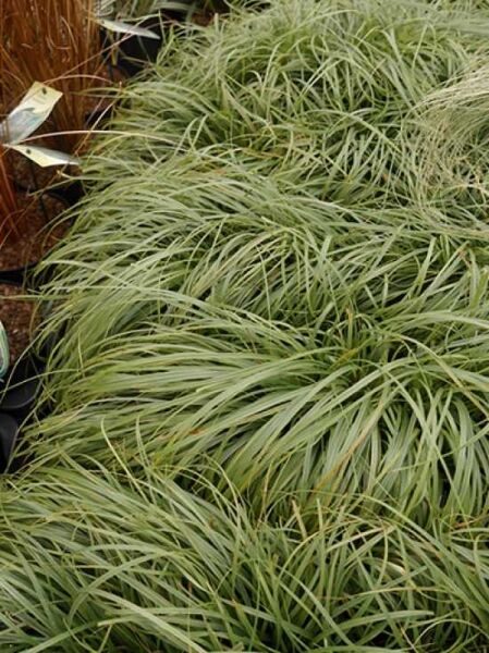 Pilzkopf-Segge 'The Beatles' / Carex caryophyllea 'The Beatles'