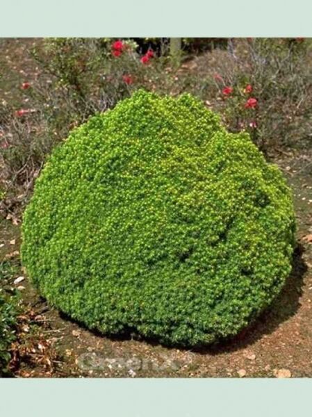 Zwerg-Zuckerhut-Fichte 'Alberta Globe' / Picea glauca 'Alberta Globe'