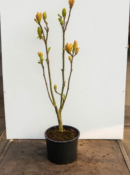 Magnolia 'Sunsation' / Magnolie 'Sunsation' 100-125 cm C20, junge Pflanze im Topf mit Trieben und gelben Knospen.