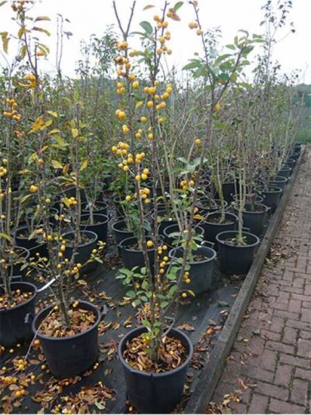 Zierapfel 'Golden Hornet' / Malus 'Golden Hornet'