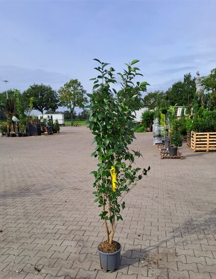 Japanischer Liguster / Japanischer Liguster