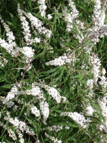 Mönchspfeffer &#039;weiß&#039; / Vitex agnus-castus var. latifolia alba