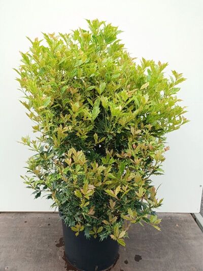 Stachelblättrige Duftblüte 'Goshiki' - Osmanthus heterophyllus 'Goshiki'
