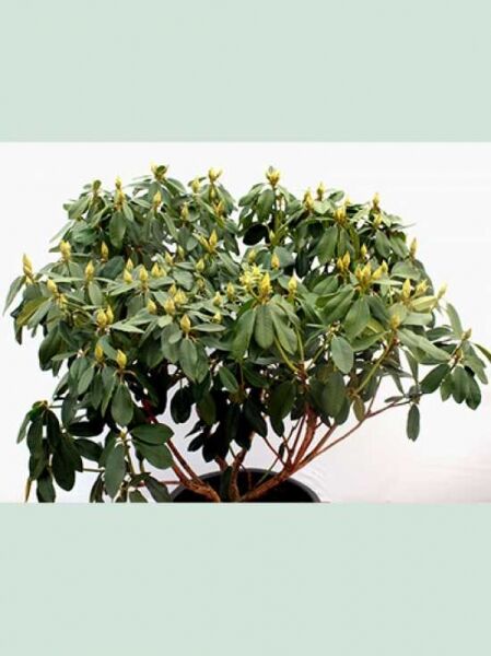 Rhododendron Hybride 'Maroon Sappho' (Rhododendron) 90–100 cm Breite, Solitär, im Topf mit grünen Blättern und Knospen