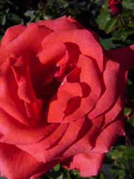 Rosa 'Duftwolke ®' / Beetrose 'Duftwolke'