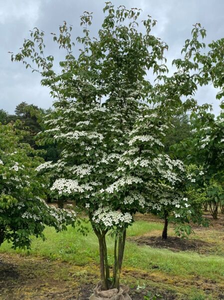 Chinesischer Blumen-Hartriegel / Cornus kousa var. chinensis