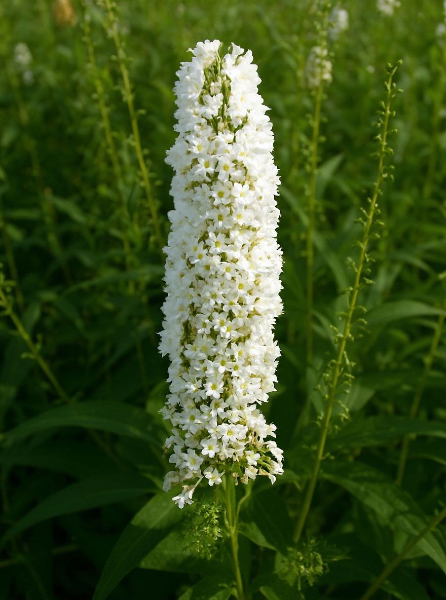 Schmetterlingsflieder 'White Bouquet' - Buddleja davidii 'White Bouquet'