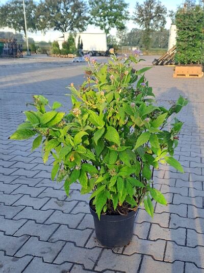 Japanische Zwerg-Hortensie (Hydrangea involucrata) 30-40 cm C3 im Pflanztopf, grünes Laub mit Knospen und Blütenansatz.