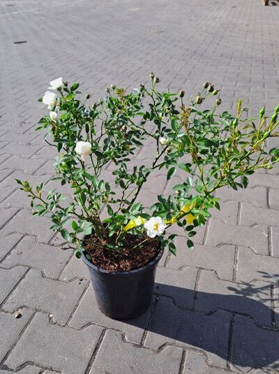 Bodendeckerrose Rosa „Crystal Fairy ®“ im C3-Topf, buschiger Wuchs mit grünem Laub und weißen Blüten.