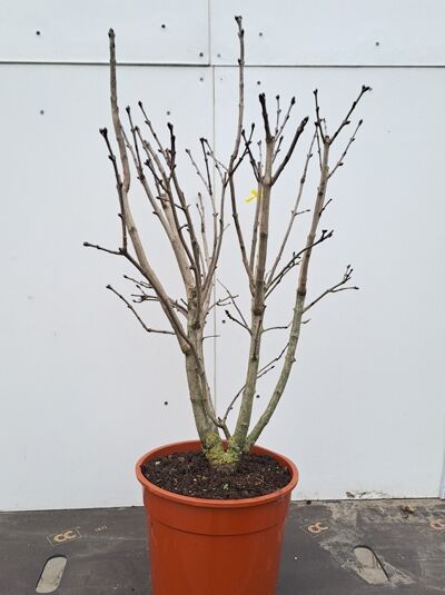 Syringa vulgaris 'Nadeshda' (Gartenflieder) im Topf, mehrtriebiger Strauch 40–60 cm, C4