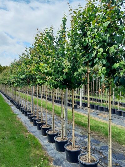 Cercidiphyllum japonicum Judasblatt (Kuchenbaum) Katsurabaum Hochstamm 10-12 StU im Container, Baumreihe mit grünem Laub