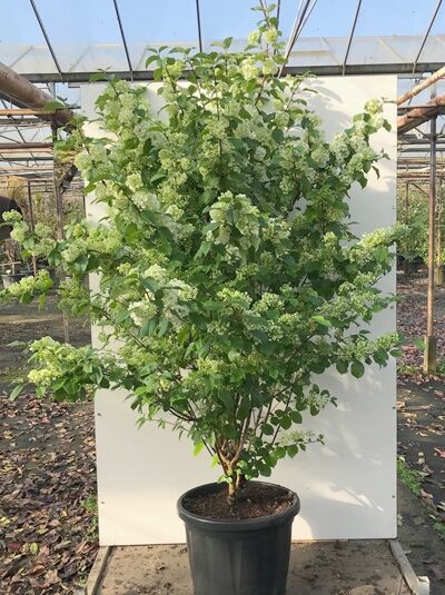 Japanischer Schneeball Viburnum plicatum 'Popcorn', Strauch im Topf C50, 150–175 cm, mit weißen Blütenständen und grünem Laub