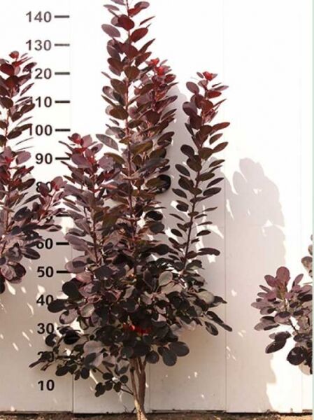 Cotinus coggygria 'Royal Purple' / Roter Perückenstrauch 'Royal Purple', 100-125 cm, mehrstämmiger Strauch mit dunkelrotem Laub.