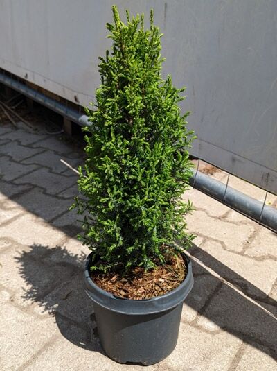 Säulen-Wacholder 'Sentinel' (Juniperus communis 'Sentinel') 25-30 cm C2 im Topf, aufrecht wachsendes Nadelgehölz.