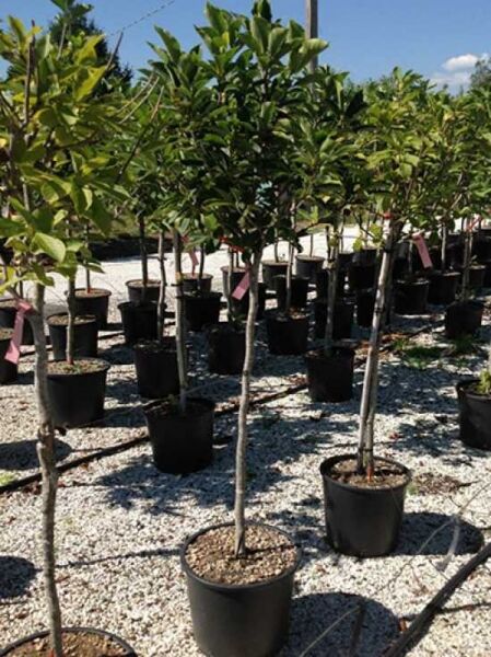 Magnolia soulangiana, Tulpen-Magnolie, ca. 100 cm Stamm im Topf (C35) mit belaubter Krone auf der Baumschulfläche.