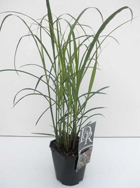 Halbhohes Chinaschilf 'Dronning Ingrid' (Miscanthus sinensis) im C2-Topf, aufrechter Horst mit langen, schmalen grünen Blättern.