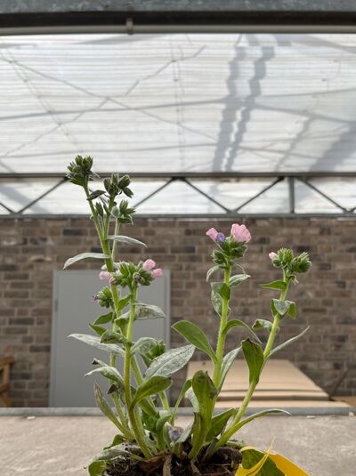 Heil-Lungenkraut - Pulmonaria officinalis