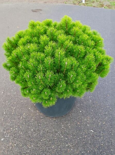 Pinus mugo pumilio (Zwerg-Kiefer) 90–100 cm C50, kompakt kugelig wachsend im Container mit dichtem, grünem Nadelwerk.