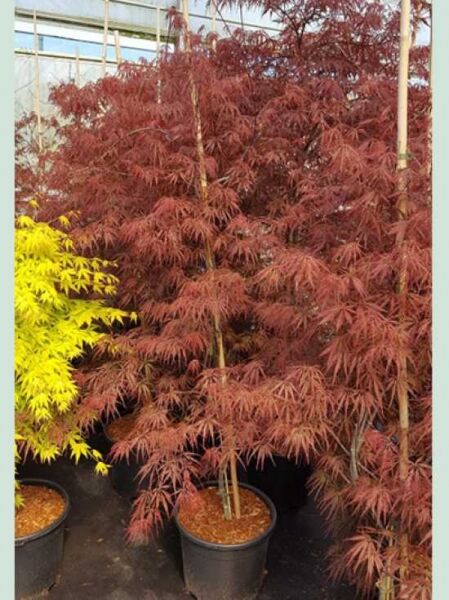 Japanischer Ahorn Acer palmatum „Firecracker®“ 125–150 cm C20 im Topf, feingelappte, rötliche Blätter, mehrstämmig.