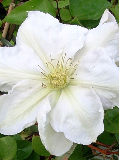 Waldrebe 'Madame Le Coultre' - Clematis 'Madame Le Coultre'