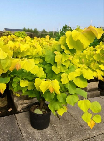 Gold-Judasbaum (Cercis canadensis) 'Hearts of Gold', 80-100 cm C20, Strauch im Topf mit herzförmigen gelbgrünen Blättern