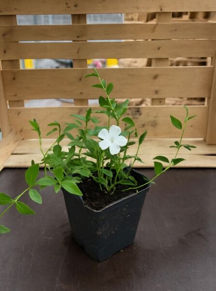 Vinca minor 'Gertrude Jekyll' / Kleinblättriges weißes Immergrün P9 im Topf mit grünen Trieben und weißer Blüte