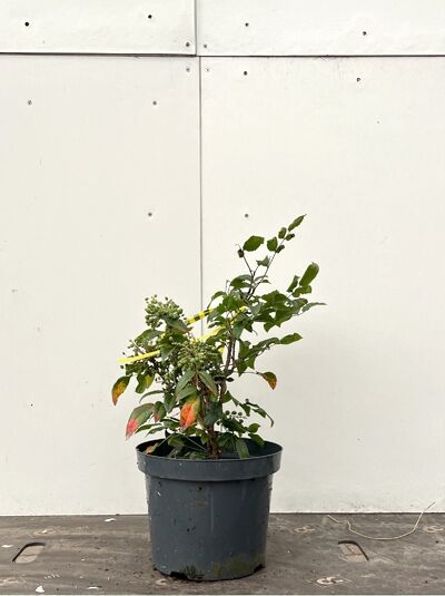 Mahonia aquifolium (Gewöhnliche Mahonie) 25–30 cm C4, grüner Strauch im schwarzen Pflanztopf mit ledrigen Blättern und Trieben