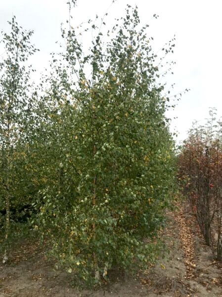 Sand-Birke (Betula pendula) 350–400 cm, mehrstämmig, schlanker Baum mit feinem Laub und heller Rinde in Baumschule.