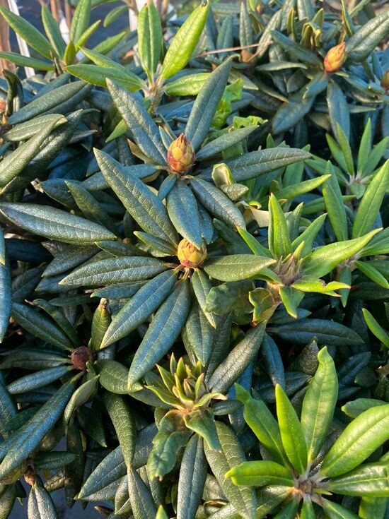 Rhododendron 'Blewbury' - Rhododendron roxieanum 'Blewbury' (syn. Blewberry)