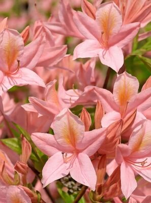 Laubabwerfende Azalee 'Soir de Paris' - Azalea luteum 'Soir de Paris'  (Viscosum-Hybrid)