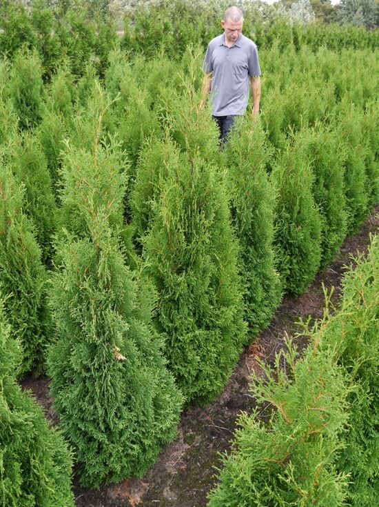 Sulen-Lebensbaum 'Columna' - Thuja occidentalis 'Columna' - Baumschule  NewGarden