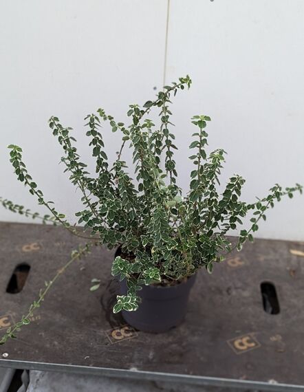 Weißbunte Kriechspindel Euonymus fortunei 'Emerald Gaiety', weiß-grün panaschierte Blätter, im Topf, 25-30 cm C3
