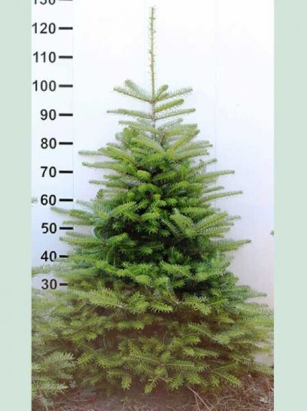 Abies koreana / Korea-Tanne