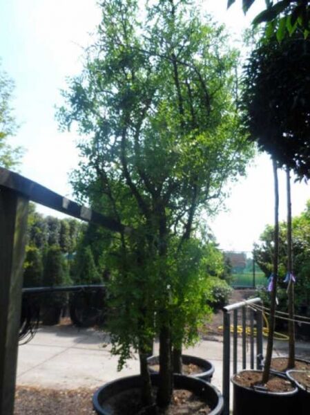 Chinesische Dattel 'Li' / Jujube 'Li' / Brustbeere 'Li' / Chinesische Dattel 'Li' / Jujube 'Li' / Brustbeere 'Li'