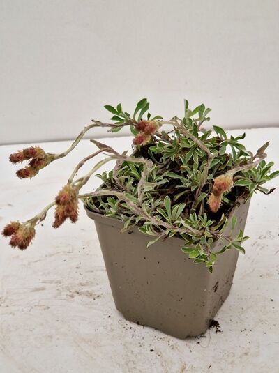 Antennaria dioica 'Rotes Wunder' / Katzenpfötchen 'Rotes Wunder' im P9-Topf, polsterbildender Wuchs mit rosaroten Blütenköpfchen.