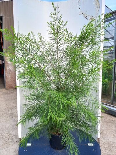 Acacia cognata (Schmalblättrige Laubenflechte/Flussakazie) 80–100 cm C20, buschiger Strauch mit schmalen grünen Blättern im Topf.